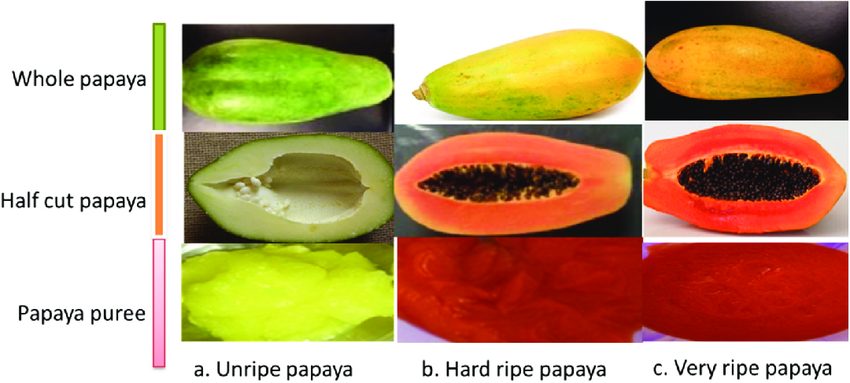 unripe papaya helps in abortion in dubai